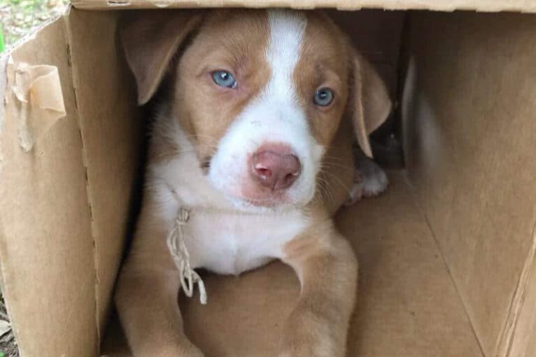 Together, we have raised more than $130,000 for Tonga