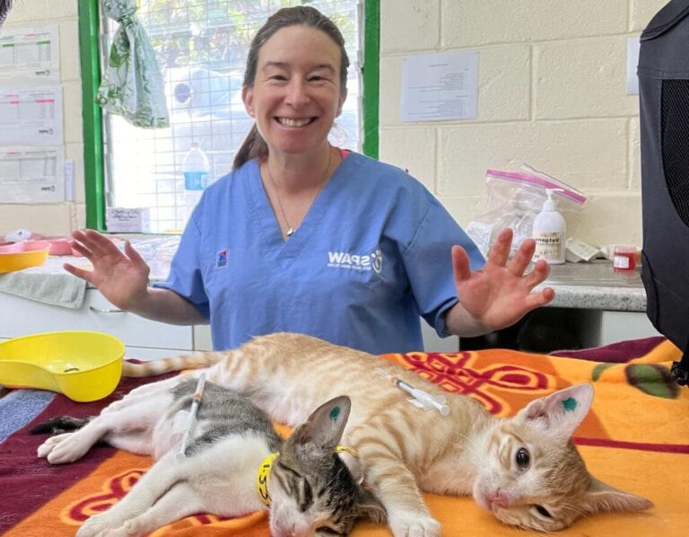 Tongatapu May 2025: From the Lead Vet