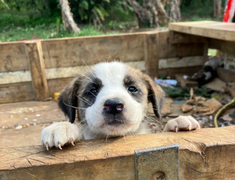 SPAW looks forward to seven clinics in 2026